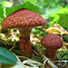 the fungus amungus